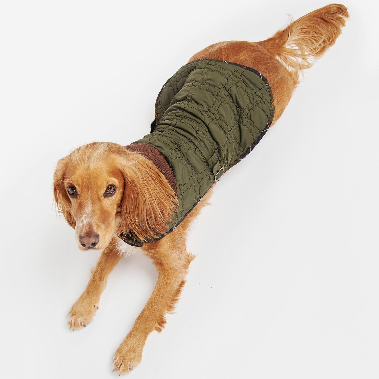 Barbour Quilted Dog Bone Dog Coat in Dark Olive